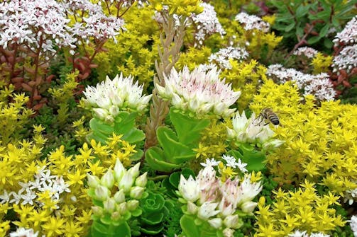 Forskjellige typer planter: Blomster som tiltrekker seg bier. Forskjellige typer planter: Blomster som tiltrekker seg bier.